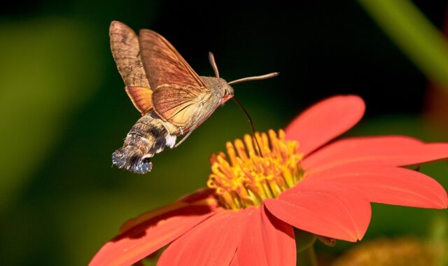 hummingbird hawk moth, butterfly, owls, flower background, pigeon tail, wings, beautiful flowers, flower wallpaper, hovering, nature, trunk, suction nozzles, insect, flower, blossoms, close up, macroglossum stellatarum
