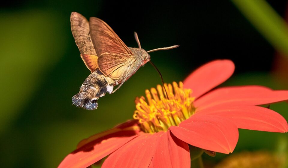 hummingbird hawk moth, butterfly, owls, flower background, pigeon tail, wings, beautiful flowers, flower wallpaper, hovering, nature, trunk, suction nozzles, insect, flower, blossoms, close up, macroglossum stellatarum
