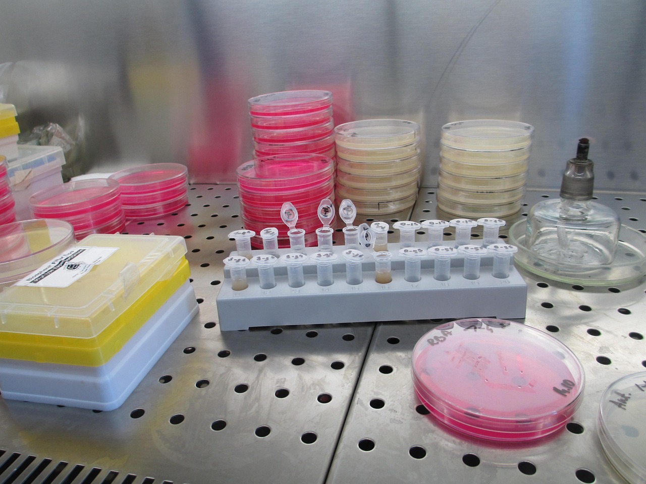 laboratory, lab, science, research, biology, scientific, equipment, sample, analysis, microbiology, petri dish, experiment, bacteria, agar, dish, petri, gray science, gray research, gray lab, gray laboratory, petri dish, petri dish, petri dish, petri dish, petri dish