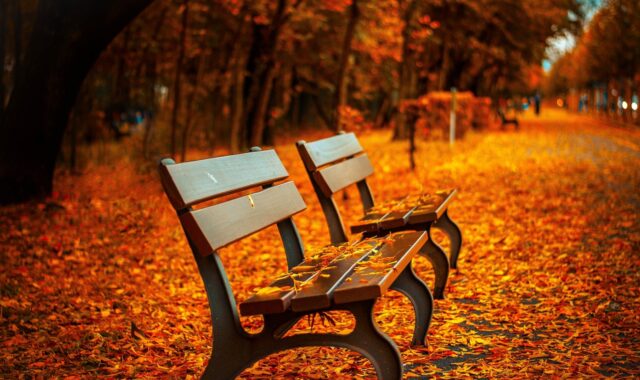 benches, autumn, park, rest, sit, park bench, seats, wood, wooden bench, leaves, foliage, autumn leaves, autumn foliage, autumn season, autumn colors, fall, fall foliage, nature, fallen leaves, fall colors