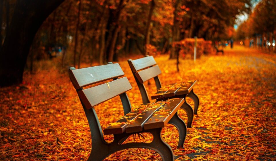 benches, autumn, park, rest, sit, park bench, seats, wood, wooden bench, leaves, foliage, autumn leaves, autumn foliage, autumn season, autumn colors, fall, fall foliage, nature, fallen leaves, fall colors