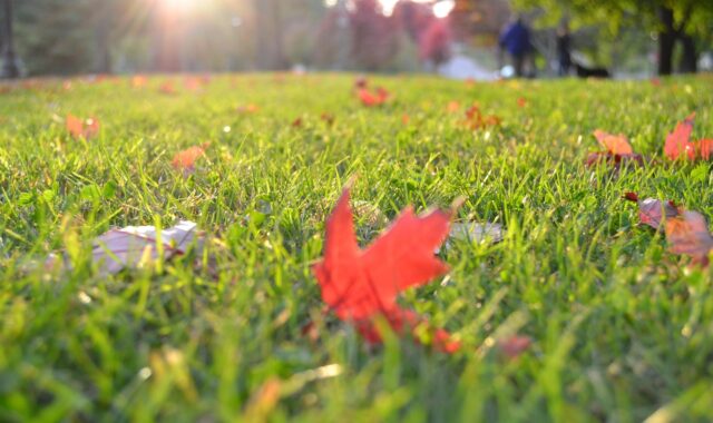 grass, lawn, nature, meadow, leaves, autumn, fall, turf