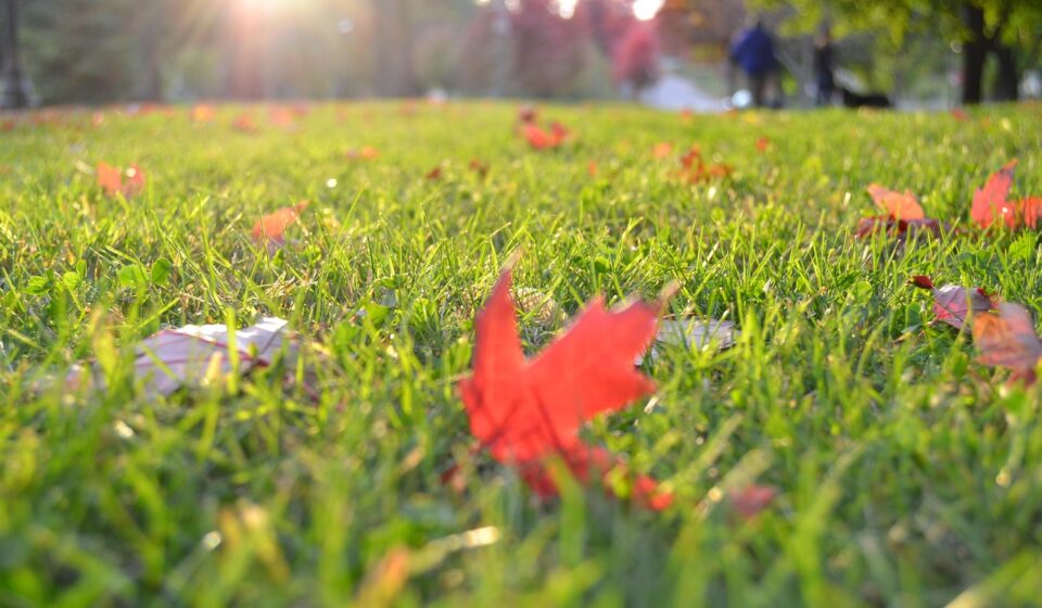 grass, lawn, nature, meadow, leaves, autumn, fall, turf