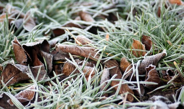 frost, winter, january, frozen, figure, white, cold, january, january, january, january, january
