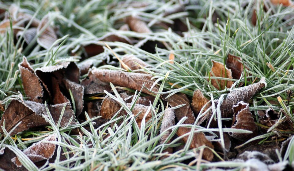 frost, winter, january, frozen, figure, white, cold, january, january, january, january, january