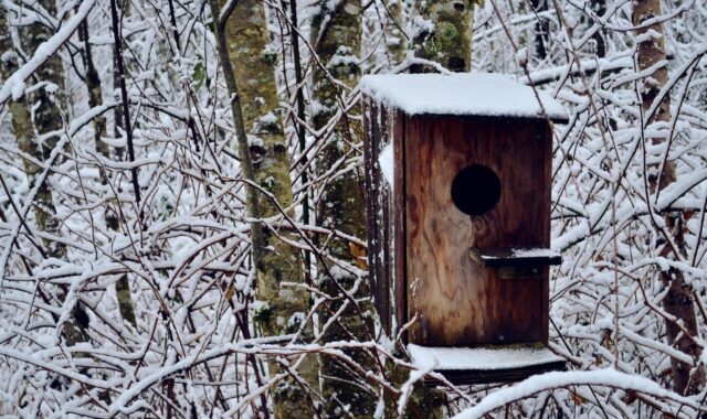 bird house, snow, winter, nature, cold, house, bird, tree, january, landscape, white, season, outdoor, weather, birdhouse, outdoors, wintry, animal, light, sky, trees, home, wildlife, ice, gray home, january, january, january, january, january, birdhouse
