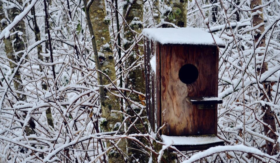bird house, snow, winter, nature, cold, house, bird, tree, january, landscape, white, season, outdoor, weather, birdhouse, outdoors, wintry, animal, light, sky, trees, home, wildlife, ice, gray home, january, january, january, january, january, birdhouse