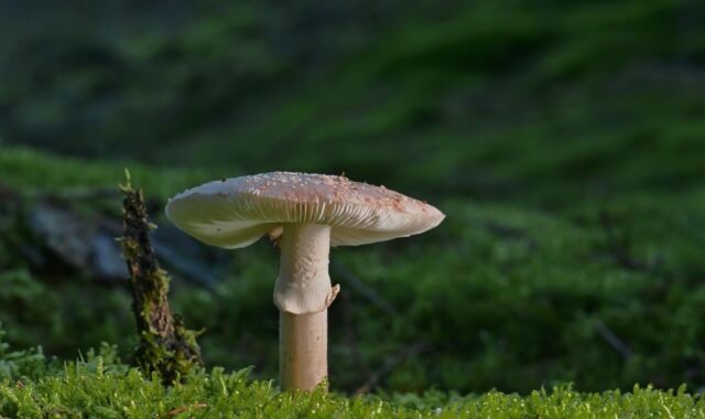 pearl fungus, mushroom, moss, forest floor, forest, nature, mushroom, mushroom, mushroom, mushroom, mushroom, moss, forest, forest