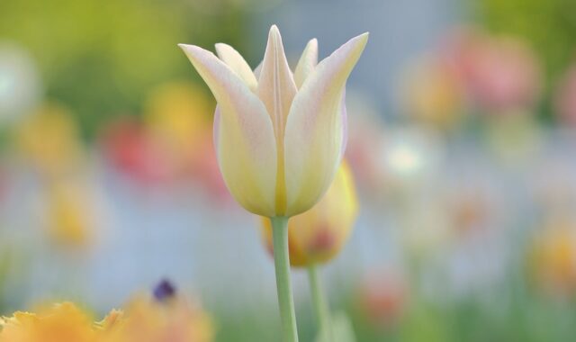 tulips, full hd wallpaper, wallpaper hd, flowers, floral background, spring, beautiful flowers, flora, garden, nature, free background, free wallpaper, 4k wallpaper 1920x1080, blossom, petals, plants, pink, colorful, hd wallpaper, bud, bloom, april, flower wallpaper, desktop backgrounds, laptop wallpaper, windows wallpaper, colored, beautiful wallpaper, close-up, background, bokeh, macro, flower background, yellow, wallpaper 4k, cool backgrounds, mac wallpaper, weiß, hintergrund, 4k wallpaper, pastel