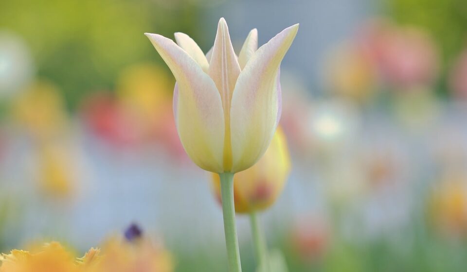 tulips, full hd wallpaper, wallpaper hd, flowers, floral background, spring, beautiful flowers, flora, garden, nature, free background, free wallpaper, 4k wallpaper 1920x1080, blossom, petals, plants, pink, colorful, hd wallpaper, bud, bloom, april, flower wallpaper, desktop backgrounds, laptop wallpaper, windows wallpaper, colored, beautiful wallpaper, close-up, background, bokeh, macro, flower background, yellow, wallpaper 4k, cool backgrounds, mac wallpaper, weiß, hintergrund, 4k wallpaper, pastel