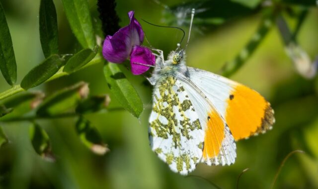 orange tip, butterfly, nature, insect, fauna, lepidoptera, pollinator, pattern