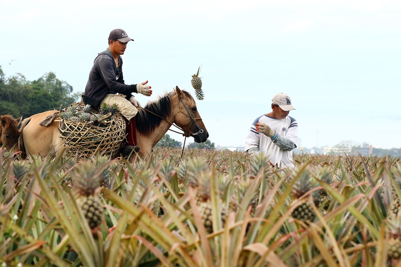 philippines, culture, harvest, fruit, pineapple, plantation, agriculture, horse, farmer, manual work, nature, green, man, outdoor, wild, agricultural industry, worker, rural, tropical