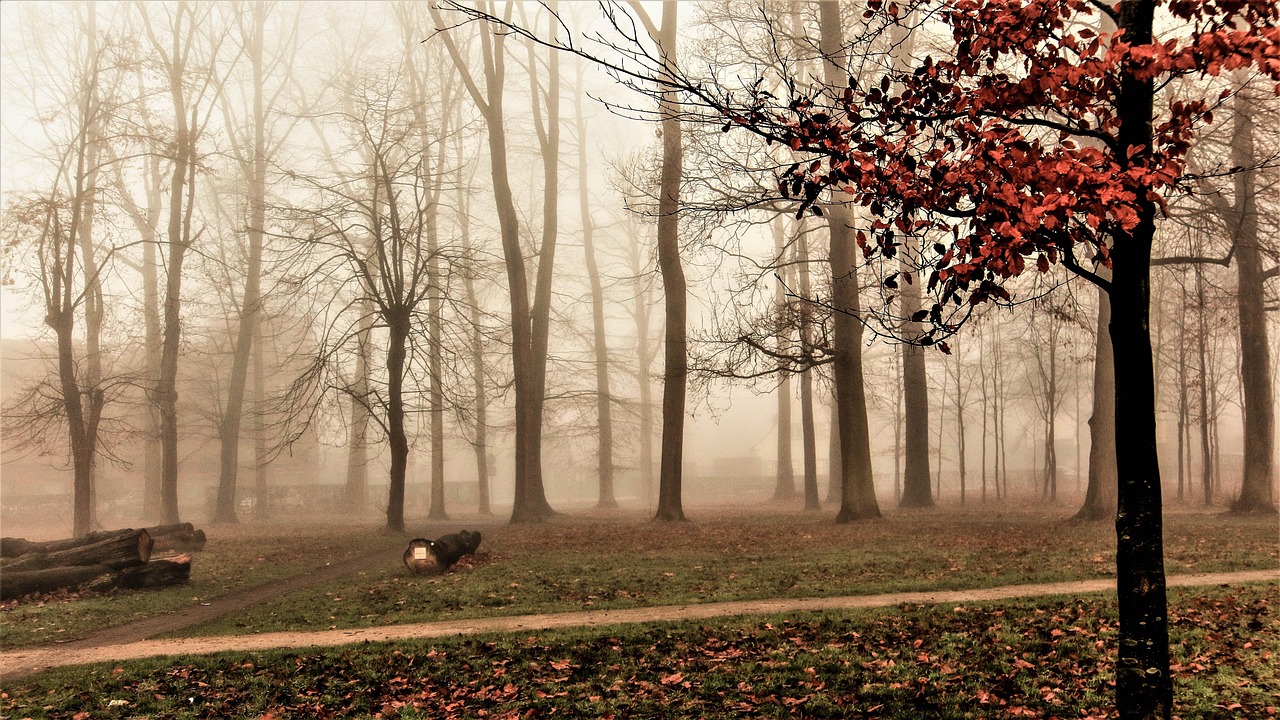cold, january, nature, january, january, january, january, january