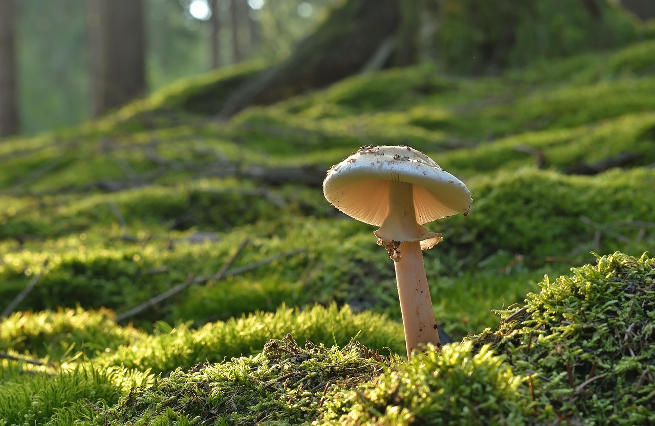 mushroom, pearl fungus, forest mushroom, moss, forest floor, summer, nature, mushroom, mushroom, mushroom, mushroom, mushroom, summer
