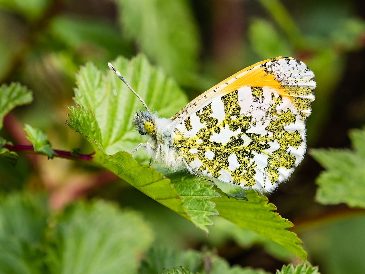 wildlife, tip, nature, insect, butterfly, lepidoptera, orange-tip, entomology, male, orange-tip butterfly, uk