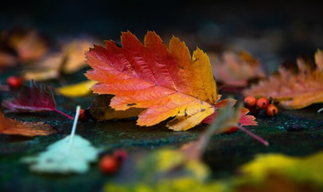 autumn, leaves, foliage, autumn leaves, autumn foliage, autumn colors, autumn season, fall foliage, fall leaves, fall colors, nature, fallen leaves, autumn, autumn leaves, fall foliage, fallen leaves, fallen leaves, fallen leaves, fallen leaves, fallen leaves