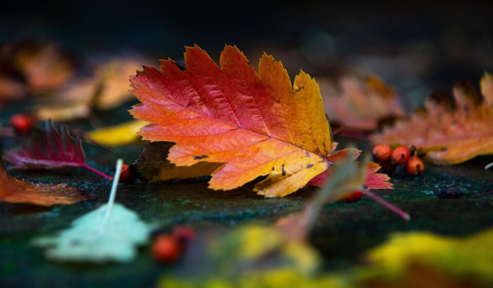 autumn, leaves, foliage, autumn leaves, autumn foliage, autumn colors, autumn season, fall foliage, fall leaves, fall colors, nature, fallen leaves, autumn, autumn leaves, fall foliage, fallen leaves, fallen leaves, fallen leaves, fallen leaves, fallen leaves