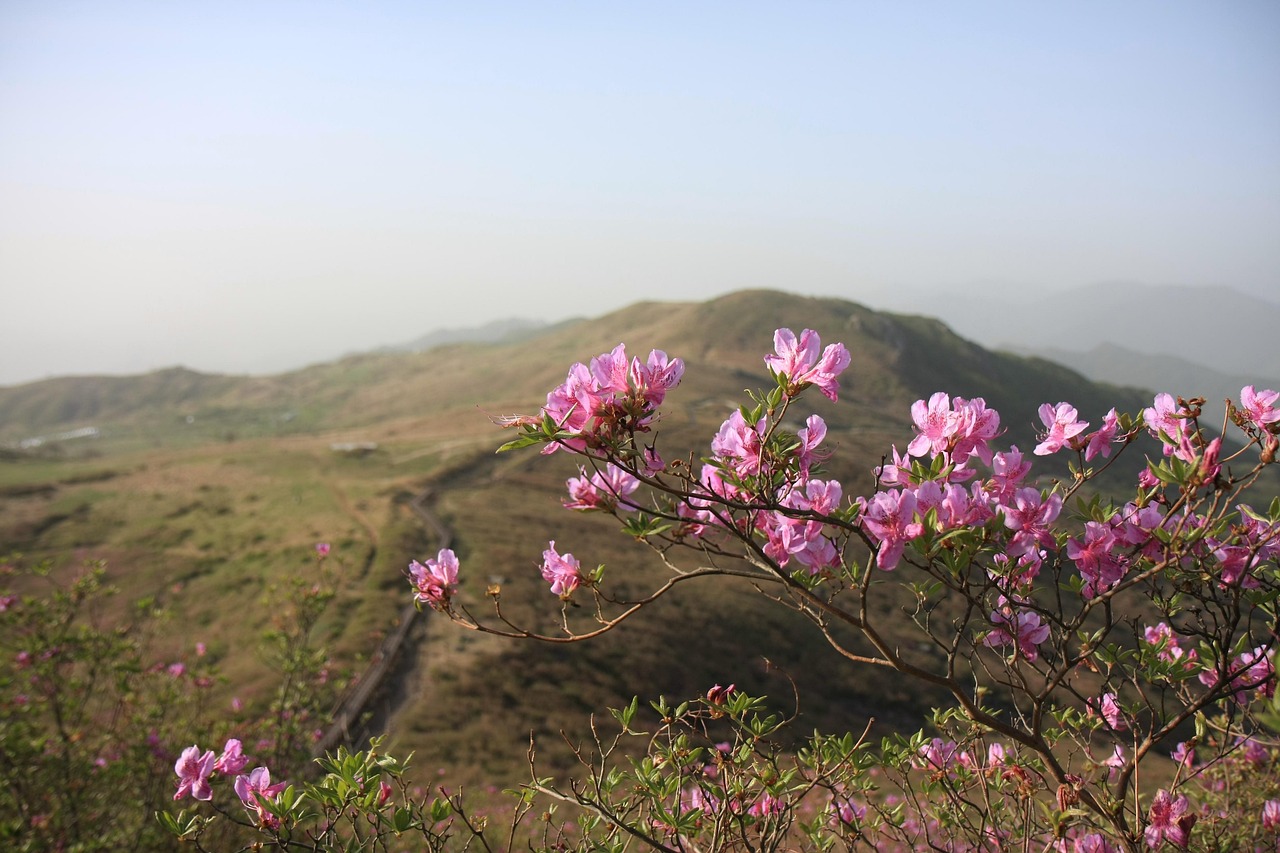 hong emeishan, azalea, nature, korea, spring, april