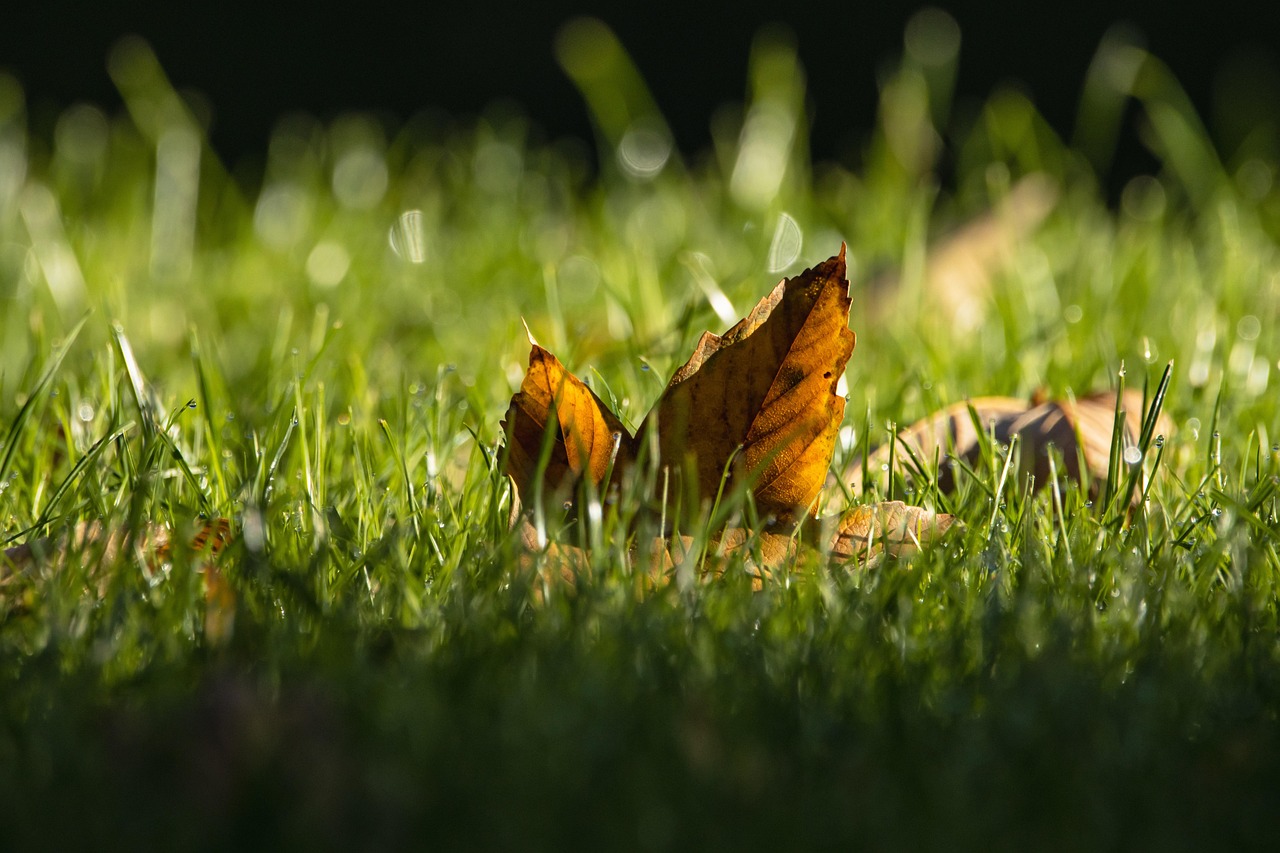 grass, leaf, fall, lawn, meadow, nature, sunlight
