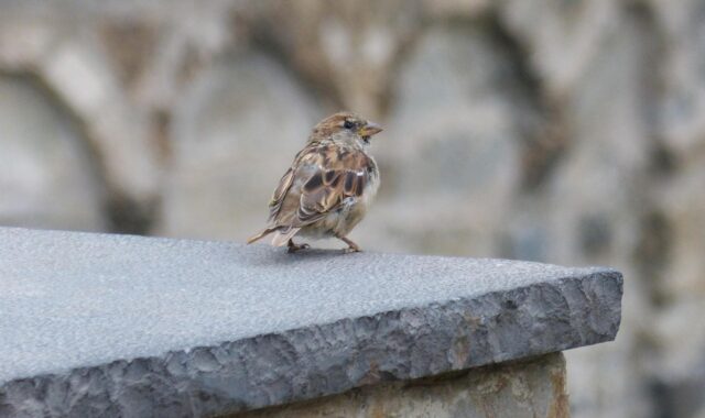bird, sparrow, wall, scan, nature, little bird