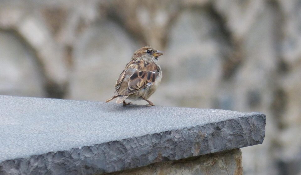 bird, sparrow, wall, scan, nature, little bird