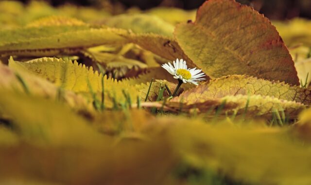 daisy, flower, leaves, autumn, foliage, autumn leaves, autumn foliage, autumn colors, autumn season, fall foliage, flower wallpaper, beautiful flowers, fall leaves, fall colors, nature, flower background, flora, fallen leaves