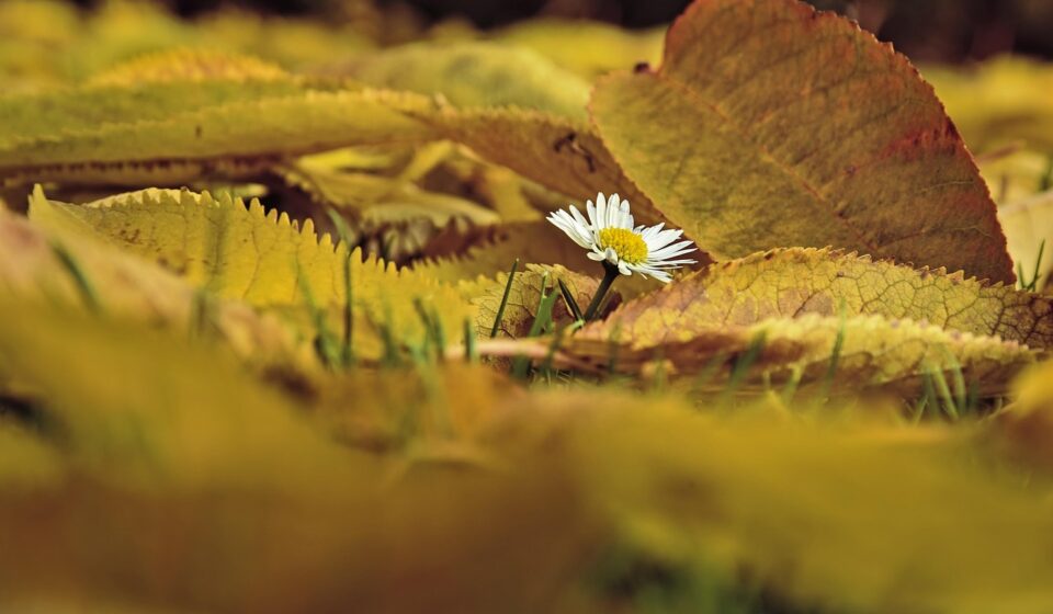 daisy, flower, leaves, autumn, foliage, autumn leaves, autumn foliage, autumn colors, autumn season, fall foliage, flower wallpaper, beautiful flowers, fall leaves, fall colors, nature, flower background, flora, fallen leaves