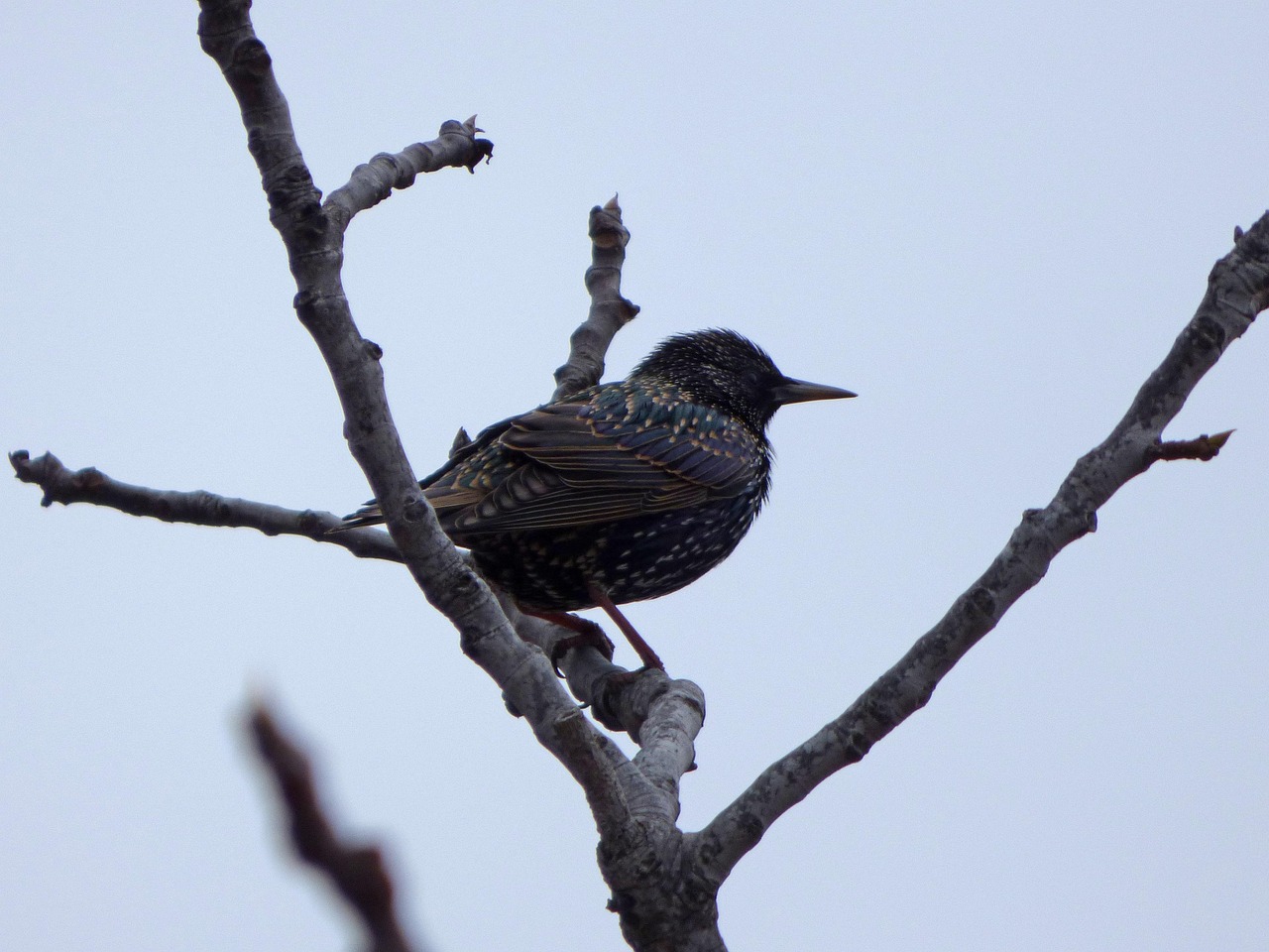 bird, starling, branch, nature, winter, scan