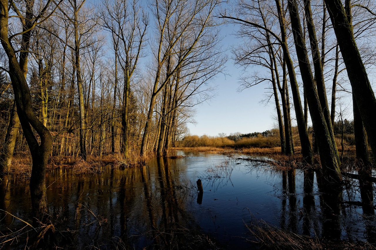 oste, low stuff, flooding, flow, nature, tree, waters, landscape, wood