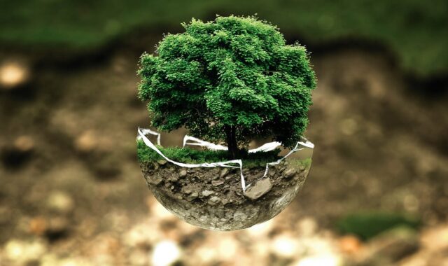 environmental protection, environment, the atmosphere, fragile, surreal, tree, nature, natural reserve, sensitive, forest dieback, forests, leaves, grow, green good, ecology, eco, bio, glass sphere, forest, green, organic, life, earth, tree protection, biology, ecological balance, environmental pollution, bonsai, deciduous tree, tree die, environmental protection, environment, environment, environment, environment, tree, tree, forest, life, earth, earth, earth, earth, earth