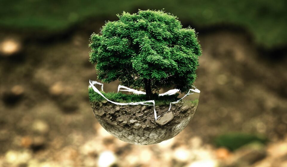 environmental protection, environment, the atmosphere, fragile, surreal, tree, nature, natural reserve, sensitive, forest dieback, forests, leaves, grow, green good, ecology, eco, bio, glass sphere, forest, green, organic, life, earth, tree protection, biology, ecological balance, environmental pollution, bonsai, deciduous tree, tree die, environmental protection, environment, environment, environment, environment, tree, tree, forest, life, earth, earth, earth, earth, earth