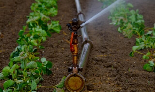 water sprinkler, water jet, artificially, agriculture, irrigation, landscape, dryness, water, bust, field, fields, summer, nature, dry, sprinkler, tube, water supply, artificial irrigation
