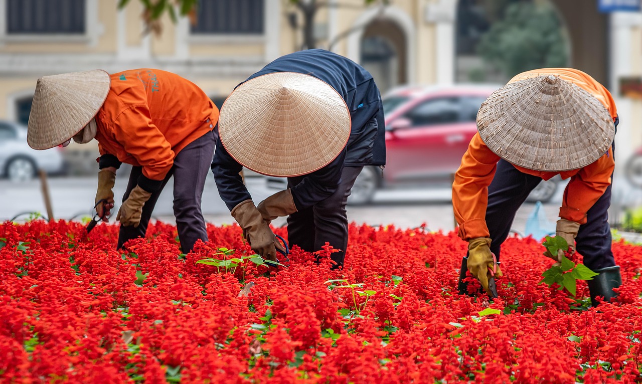 gardening, people, workers, vietnam, hanoi, asia, urban, travel, street, people, workers, workers, vietnam, vietnam, vietnam, vietnam, vietnam, hanoi, hanoi, hanoi