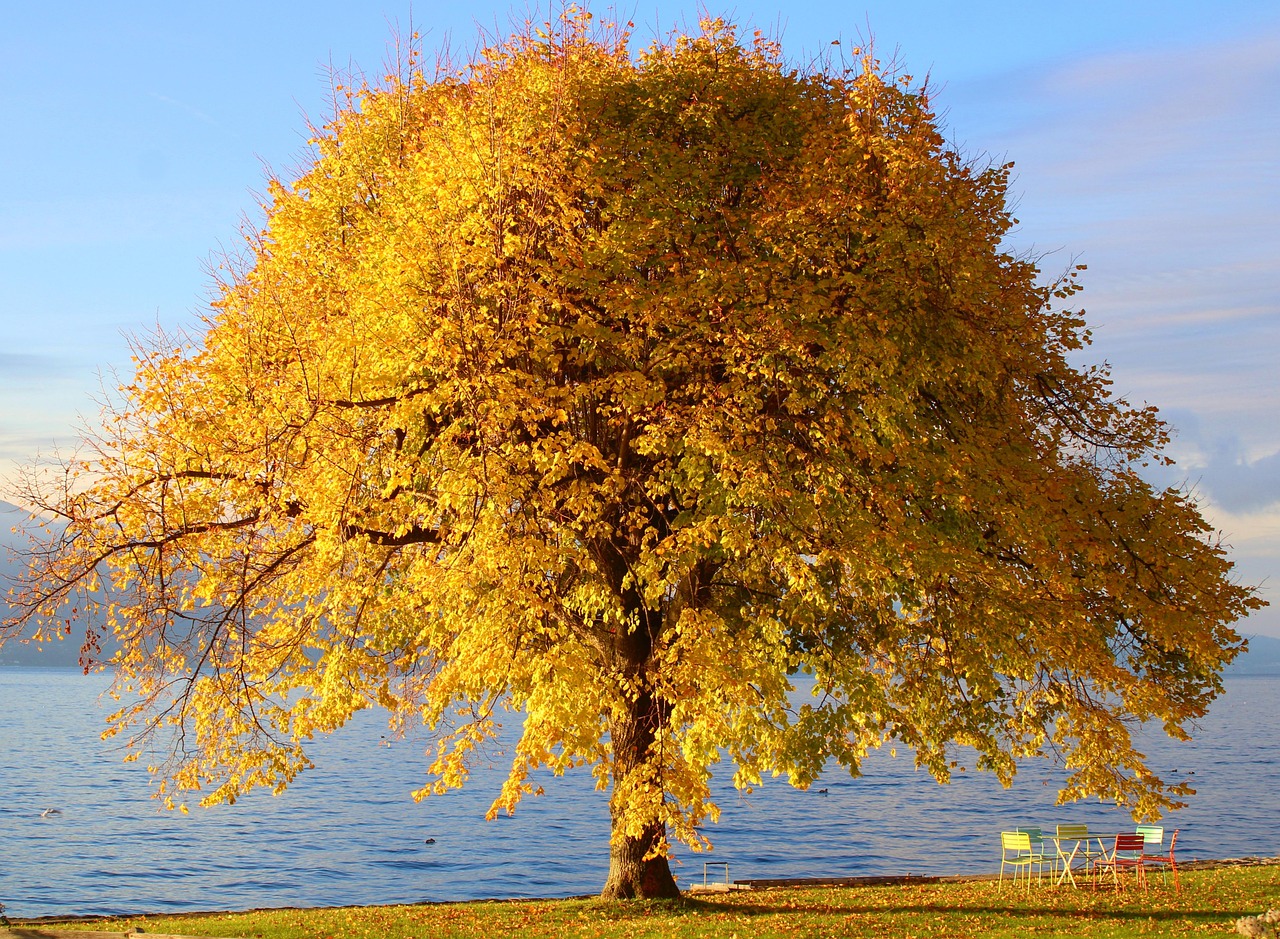 tree, autumn colors, nature background, beautiful nature, nature, nature wallpaper, water, fall, fall season, flora, plant, hd wallpaper