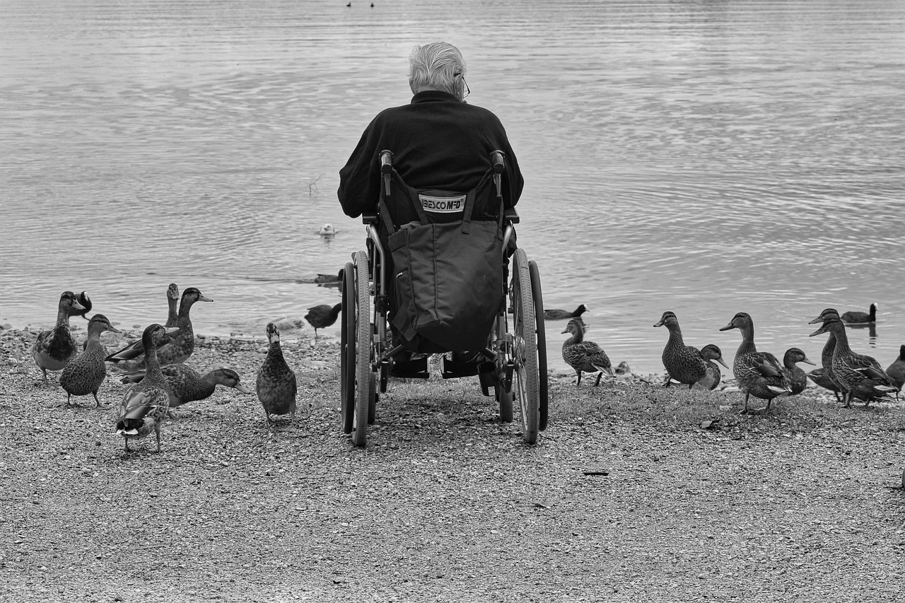 man, wheelchair, ducks, lake, nature, water, feed, person