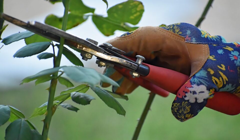 pruning, shears, plant, rose pruning, gardening, work, hand, garden, nature, pruning, pruning, pruning, pruning, pruning